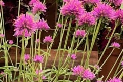 GOMPHRENA FIREBALL PINK 1 GAL