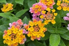 LANTANA MOUNDING SHAMROCK ROSE GOLD 4"