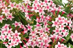 PENTAS GRAFFITI APPLEBLOSSOM 4"