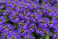 SCAEVOLA SCALA PURPLE BIRD 4"