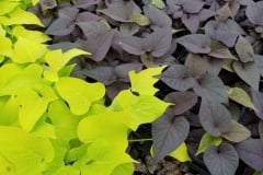 SWEET POTATO VINE YC HEART MIX 4"
