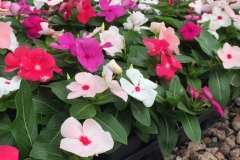 VINCA CORA CASCADE XDR MIX 4" & 12" HB