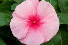 VINCA CORA CASCADE STRAWBERRY 4"