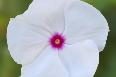 VINCA CORA CASCADE XDR POLKA DOT 4"