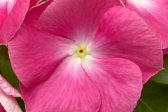VINCA CORA XDR PINK HALO 4"