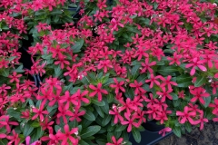 VINCA SOIREE KAWAII RED SHADES QT / 8CT FLAT