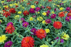 ZINNIA ZAHARA DOUBLE BRILLIANT 4"