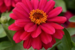 ZINNIA ZAHARA DOUBLE CHERRY 4"