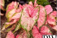 CALADIUM SUN MIX 2 - HEART TO HEART BLUSHING BRIDE PROVEN WINNER 6.5"