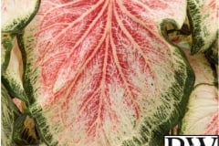 CALADIUM SUN MIX 1 - HEART TO HEART BOLD N BEAUTIFUL PROVEN WINNER 6.5"
