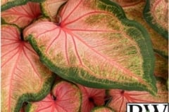 CALADIUM SUN MIX 1 - HEART TO HEART CHINOOK PROVEN WINNTER 6.5"