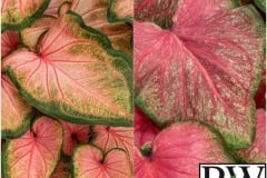 CALADIUM SUN MIX 3 - CHINOOK & TICKLE ME PINK 6.5"