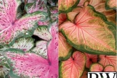 CALADIUM SUN MIX 5 - HEART TO HEART CHINOOK & HEART & SOUL 6.5"