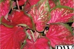 CALADIUM SUN MIX 2 - HEART TO HEART SCARLET FLAME PROVEN WINNER 6.5"