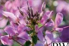 CLEOME SENORITA ROSALITA PROVEN WINNER 1 GAL