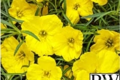 OENOTHERA SUPERLOPHUS SUNGLOW PROVEN WINNER 1 GAL
