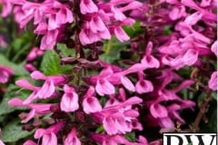 SALVIA UNPLUGGED PINK PROVEN WINNER 1 GAL