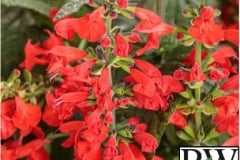 SALVIA UNPLUGGED RED PROVEN WINNER 1 GAL