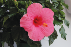 HIBISCUS TROPICAL ASSORTED COLORS BUSH FORM 2 GAL & 10"