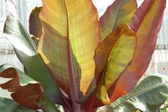 BANANA RED LEAF 10"