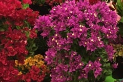 BOUGAINVILLEA ASSORTED COLORS 6", 2 GAL BUSH & 2 GAL TRELLIS