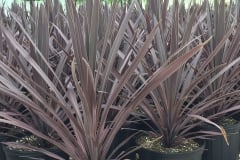 CORDYLINE RED SPIKE  1 GAL & 3 GAL