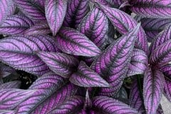 PERSIAN SHIELD 1 GAL