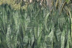 SANSEVIERIA ROBUSTA 10"
