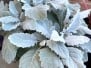 Winter Foliage 2026