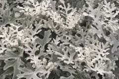 DUSTY-MILLER-CLOSEUP 4"