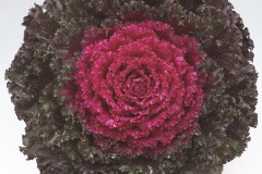 KALE CRYSTAL DEEP RED 4" & 1 GAL