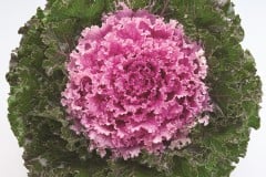 KALE CRYSTAL PINK 4" & 1 GAL