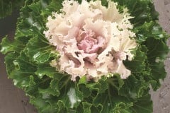KALE CRYSTAL SNOW 4" & 1 GAL