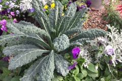 KALE DINOSAUR 1 GAL