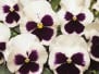 Winter Flowers 2026