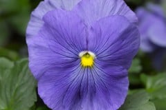PANSY DELTA PRO CLEAR TRUE BLUE 4"