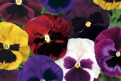PANSY COLOSSUS MIX - MIX BLOTCH 4"