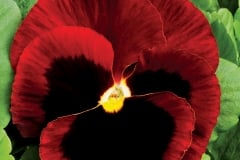 PANSY DELTA PRO RED BLOTCH 4"