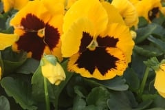PANSY COLOSSUS YELLOW BLOTCH 4"