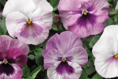 PANSY DELTA CLASSIC MIX -  PINK SHADES 4"