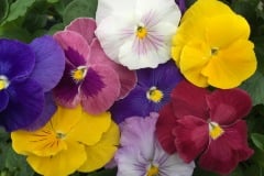 PANSY DELTA CLASSIC MIX - MONET MIX 4"