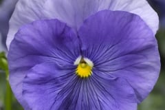 PANSY DELTA PRO CLEAR LIGHT BLUE 4"