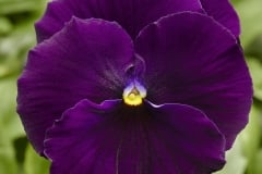 PANSY DELTA PRO CLEAR VIOLET 4"