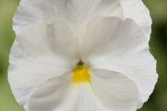 PANSY DELTA PRO CLEAR WHITE 4"
