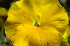 PANSY DELTA PRO CLEAR YELLOW 4"