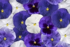 PANSY DELTA PRO MIX - COOL WATERS MIX 4"