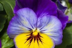 PANSY FREEFALL MORPHO QT / 8CT FLAT