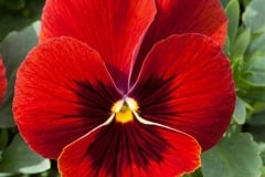 PANSY FREEFALL XL SCARLET BLOTCH 4"