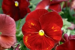 PANSY GRANDIO CLEAR SCARLET 4"
