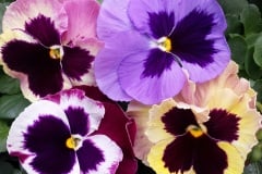 PANSY MATRIX MIX - COASTAL SUNRISE 4"